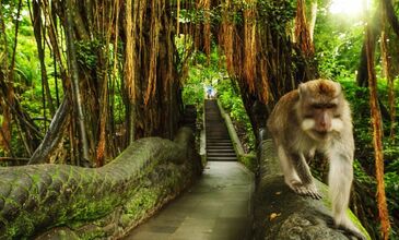 BAMBAŞKA BİR  BALİ TURU